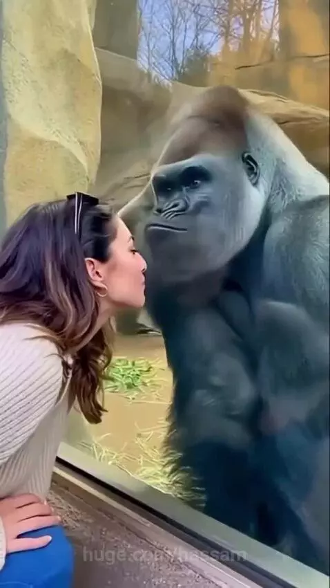Woman makes kissing gesture to a silverback gorilla in a zoo enclosure; the gorilla looks at her and makes a sound.