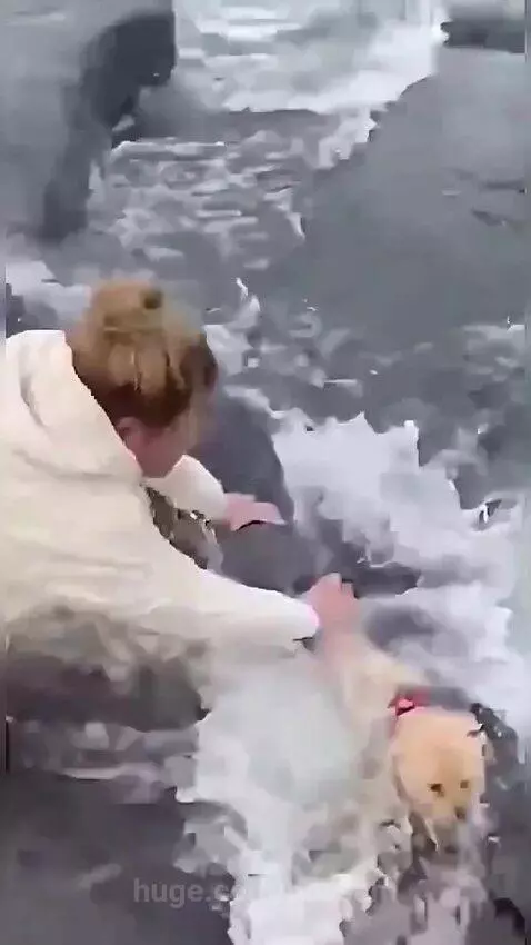 Woman pulling her small dog away from a large grey seal on a rocky beach with waves crashing.