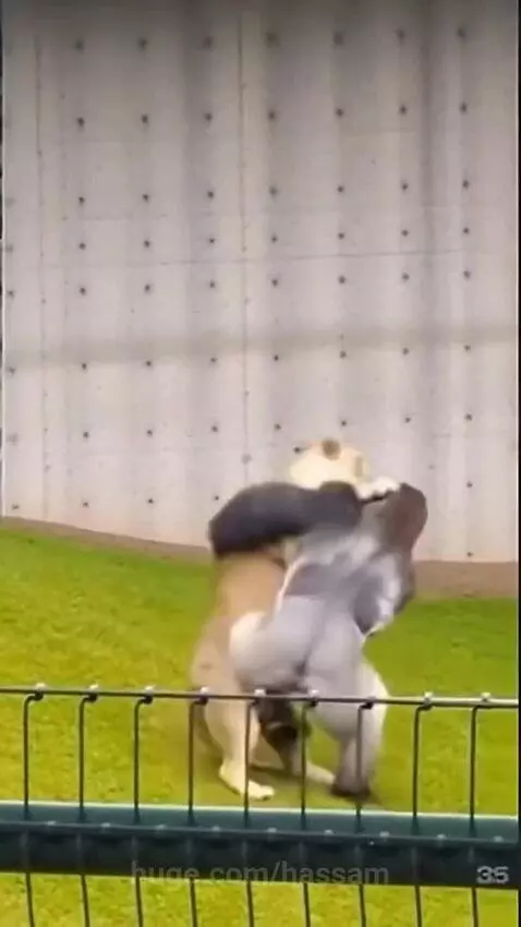 Man vs Gorilla 🦍 by hassam