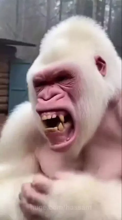 A black gorilla wearing a hard hat accidentally hits an albino gorilla's hand with a hammer, leading to a fight.