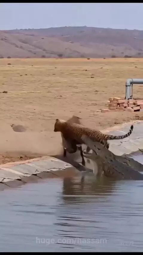 A crocodile emerging from water to attack a leopard clinging to a warthog.