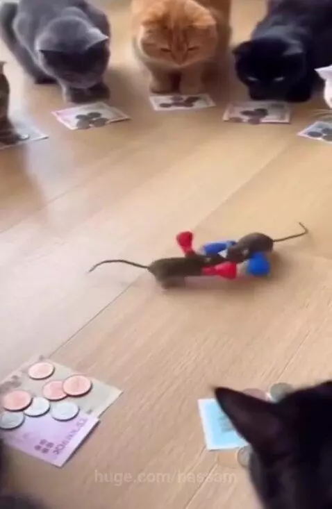 Group of cats intently watching two toy mice with boxing gloves on a wooden floor.