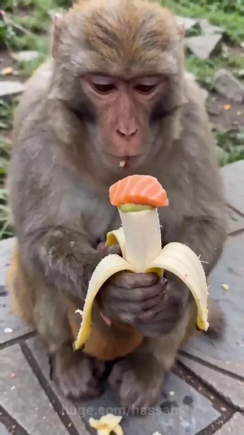 Monkey with light brown fur opens mouth wide in surprise while eating a banana with green paste, salmon, and red powder.