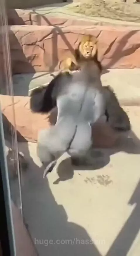 An adult gorilla confronting a lion that is attacking a baby gorilla in a zoo enclosure.