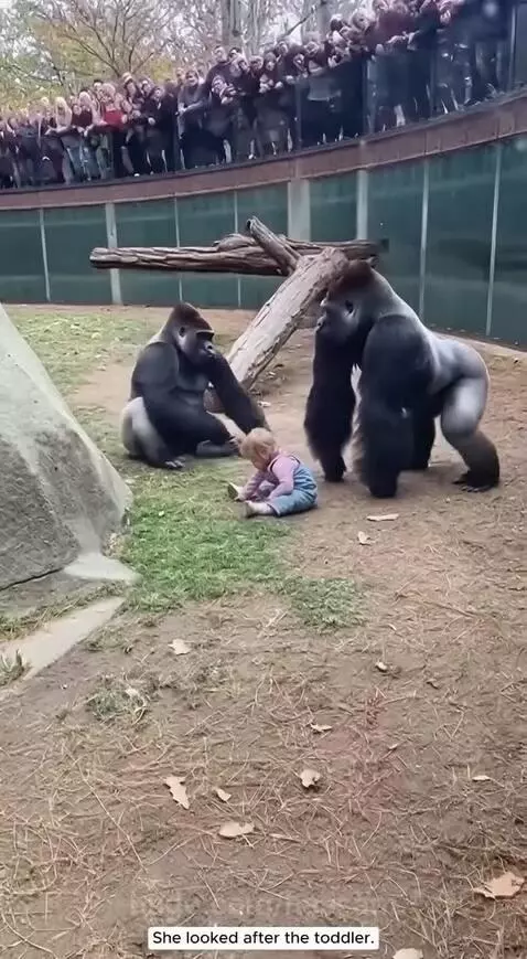 Gorilla carefully handing a toddler back to adults at a zoo enclosure.