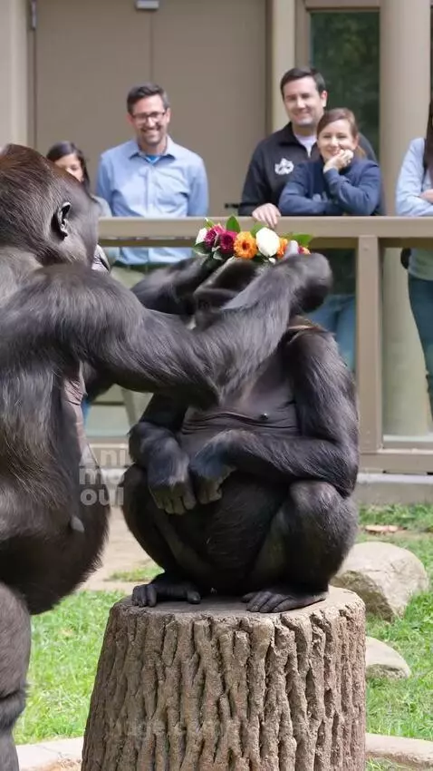 A gorilla places a flower crown on another gorilla's head, followed by a hug.