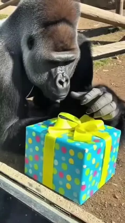A zookeeper hugs a large gorilla who is holding a fruit cake, with onlookers in the background.