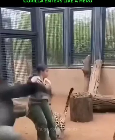 A large gorilla stands protectively over a smaller primate, having just intervened in an interaction with a zookeeper.