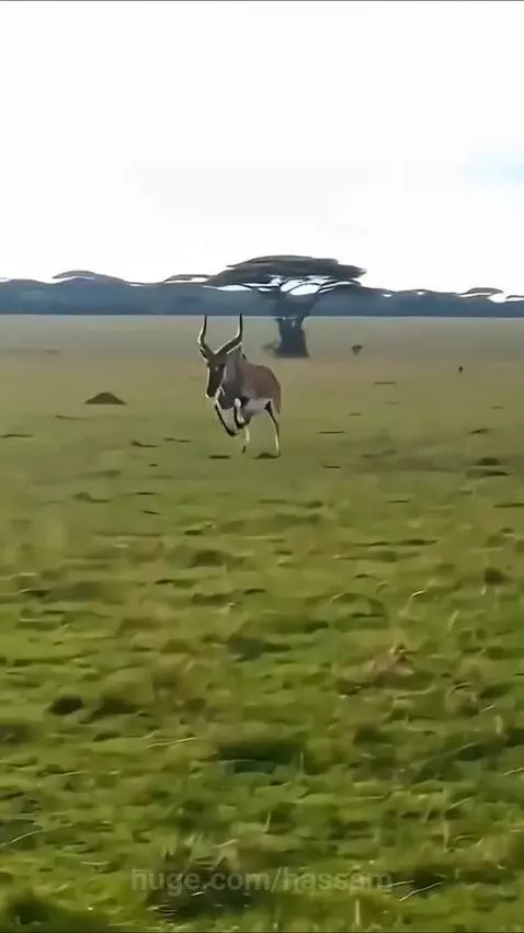 Adult deer stomping on a lioness to protect its fawn in a savanna.