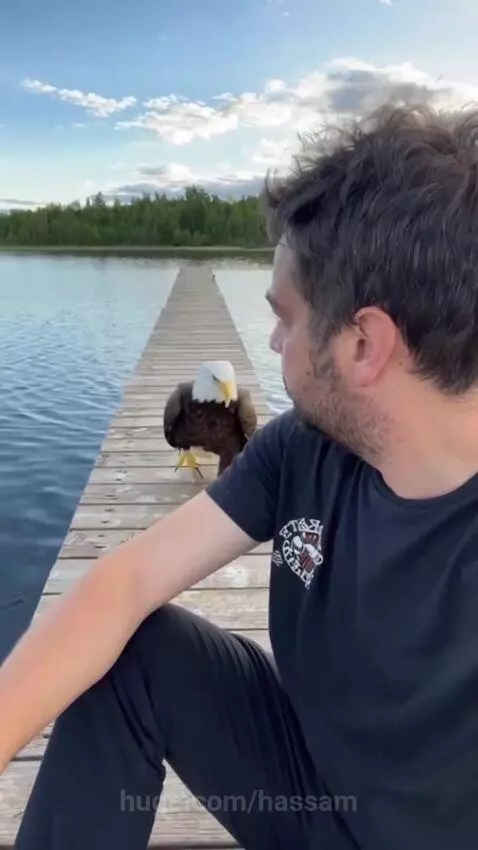 Man sitting on a wooden pier next to a calm lake, with a bald eagle walking towards him and sitting beside him.