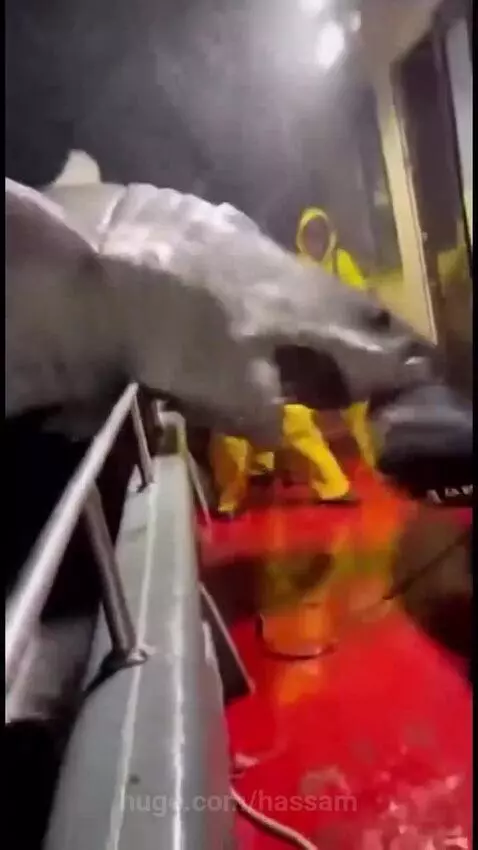 Fishermen in yellow gear struggling to pull a large, thrashing shark onto a wet, red fishing boat deck at night.