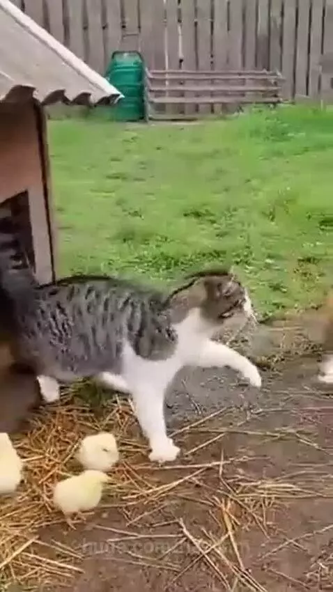 A tabby and white cat stands guard over small yellow chicks, facing away from a red fox.