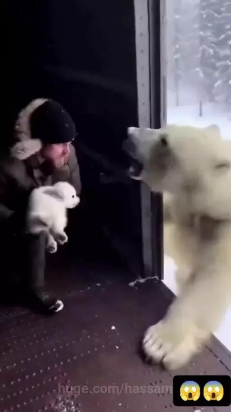 Man gently holding a polar bear cub while its mother stands nearby in a snowy forest setting.