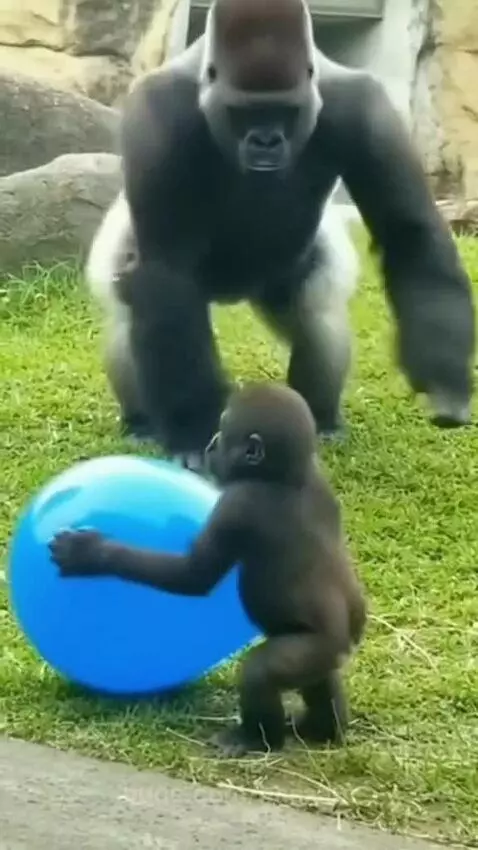 Baby gorilla looking surprised after an adult gorilla pops its blue balloon.