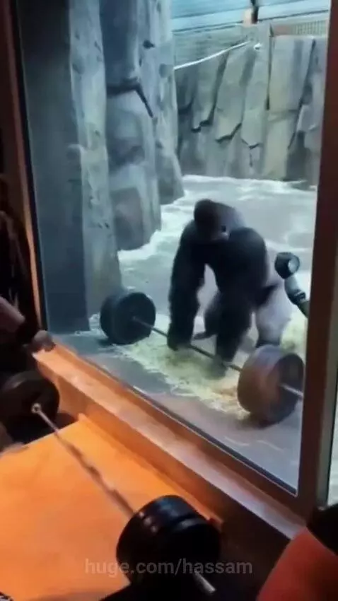 Gorilla in an enclosure lifting a toy barbell overhead, mimicking a person.