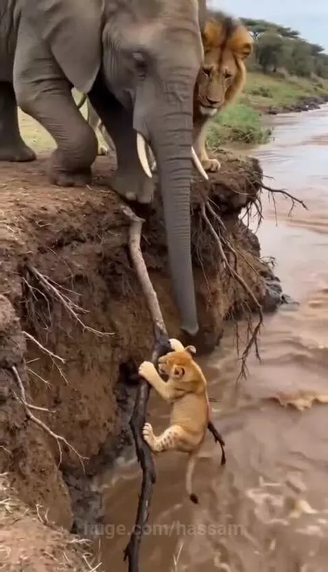 Elephant using its trunk to help a lion cub climb out of a muddy riverbank.