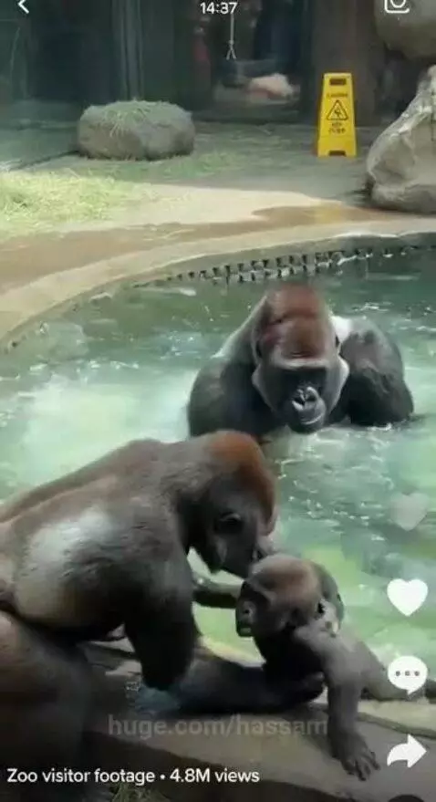 Female gorilla holding a baby gorilla, splashing water at a male gorilla.
