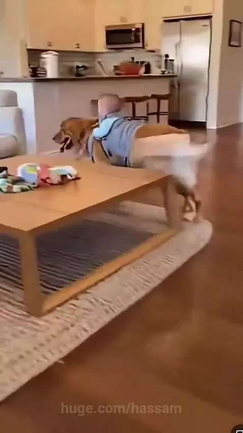 Golden retriever dog wearing a baby carrier with a laughing baby on its back, jumping on a couch.