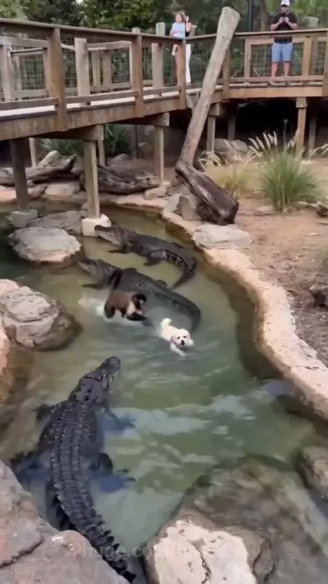 A monkey is seen holding a small white dog after pulling it from an alligator-filled water enclosure.
