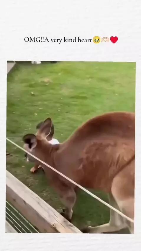 Child offers a banana to a kangaroo in an animal enclosure, with the woman looking on.