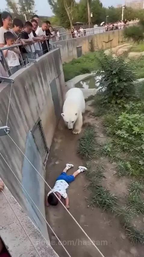 Polar bear gently holding a child near a concrete wall in a zoo enclosure.