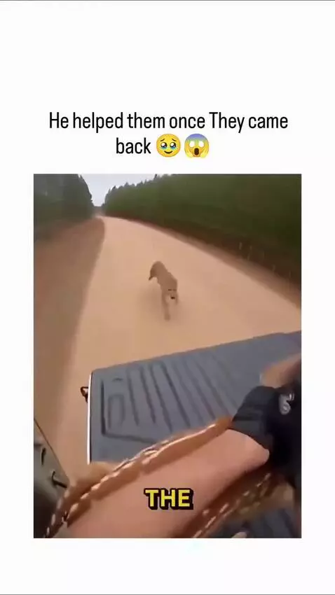 Truck driver pulls a fawn into truck bed to save it from a predator.