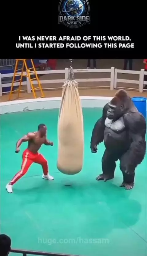 A strong gorilla delivers a powerful punch to a sandbag, causing it to rip open and spill sand.