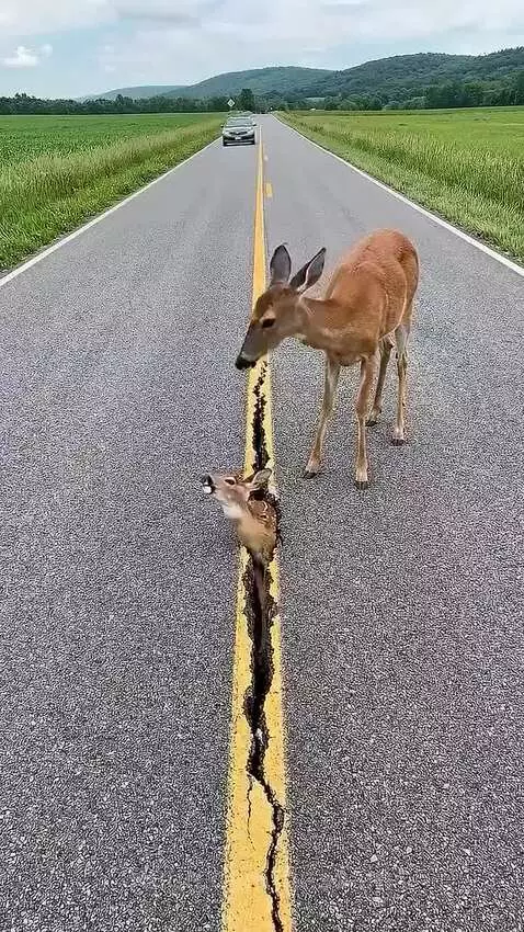 A man gently helps a fawn out of a crack in a rural road while its mother watches nearby.