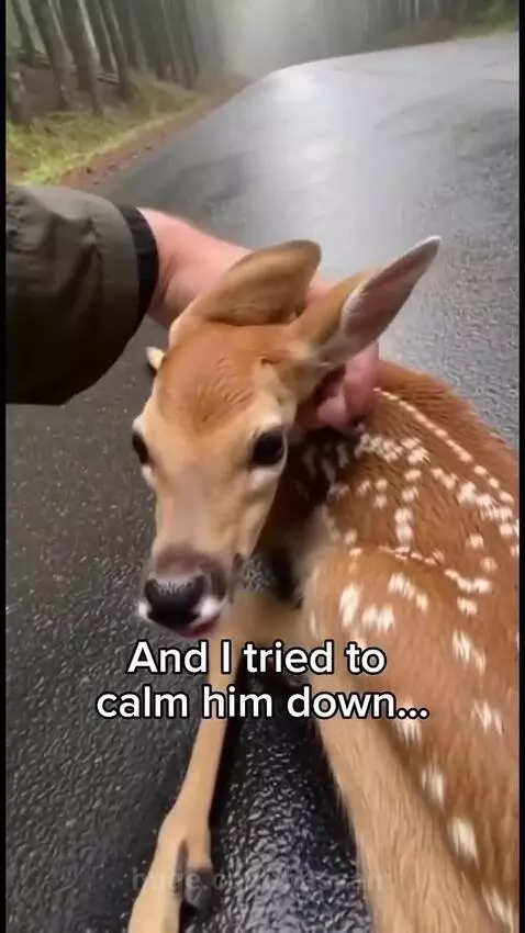 A person gently holding a fawn after rescuing it from coyotes, with a dog nearby.