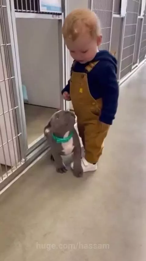 A young child in a blue hoodie and overalls gently interacts with a small grey puppy in an animal shelter.