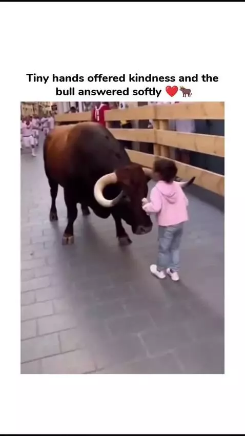 Child offering an ice cream cone to a large bull with horns, who gently licks it.