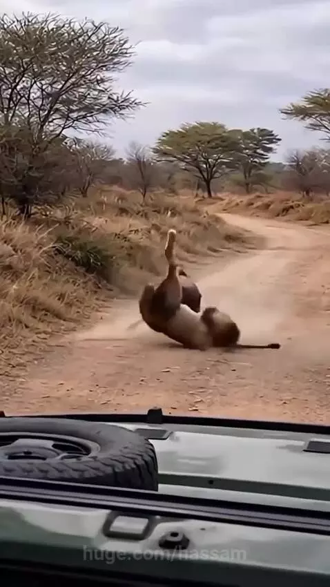 Lion attacking a wildebeest on a dry savanna road, dust flying.