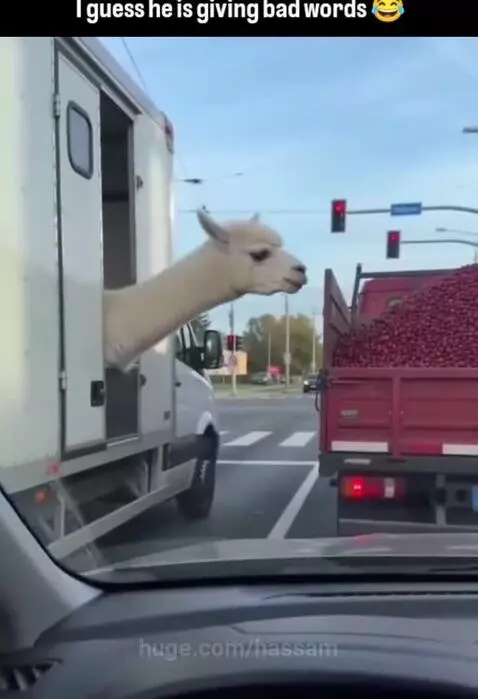 An alpaca with its head out of a truck window appears to be yelling and spitting at a red truck in traffic.