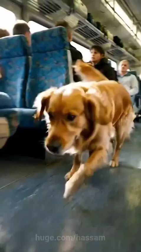 Golden retriever dog looking at a suitcase on a train, with police apprehending a man.