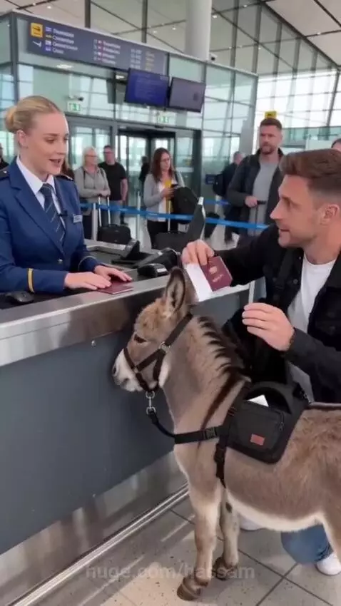 Man and a donkey named Peter at an airport check-in counter, with an employee.