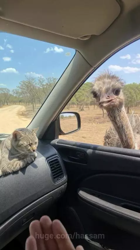 An ostrich's head is inside a car window, looking at the camera, while a cat is startled and jumps away.