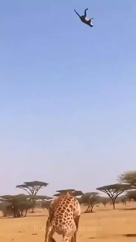 Leopard flying through the air after being kicked by a giraffe on a dry savanna.