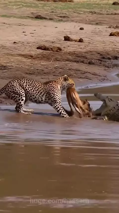 Leopard carrying a baby impala away from a crocodile in the water.