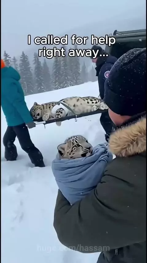 A snow leopard cub being cared for by a domestic cat and its kittens.