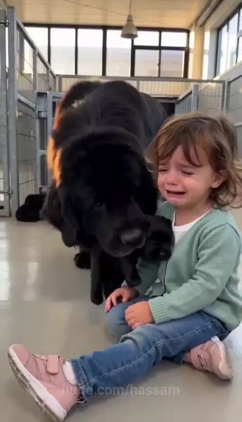 Young girl crying in shelter, comforted by a Newfoundland dog and its black puppies.