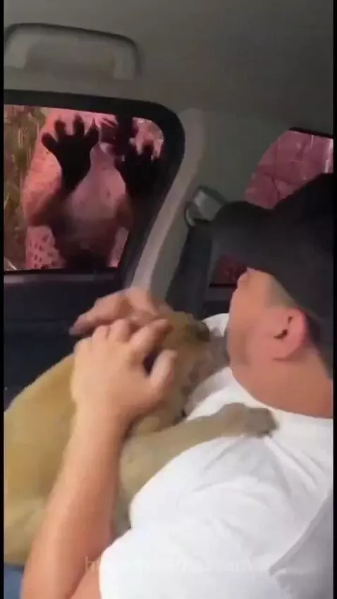 A small monkey clinging to a man inside a car, with a leopard visible and roaring outside the window.