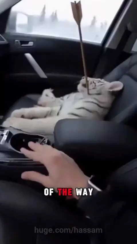 White tiger cub with an arrow wound being carried by its mother, approaching a rescuer's window.