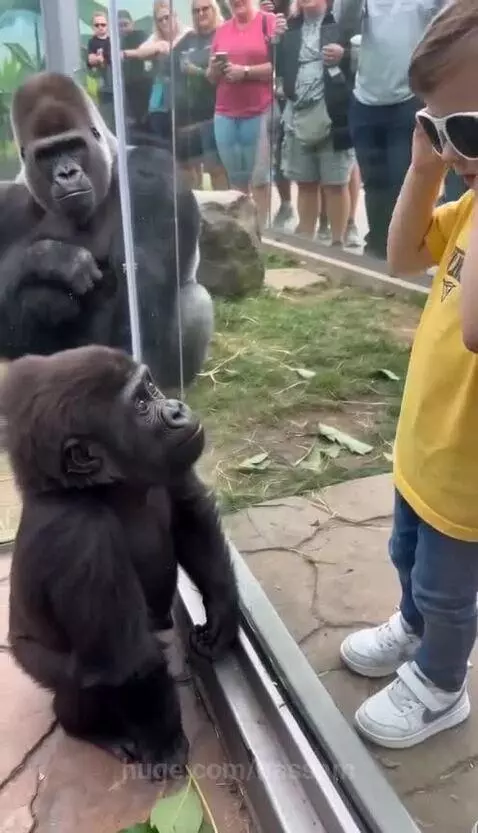 Baby gorilla in an enclosure holding a large green leaf to its face like sunglasses, mimicking a child.