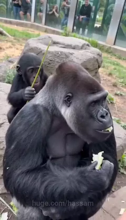 A baby gorilla playfully pokes an adult gorilla with a small stick while the adult eats lettuce.