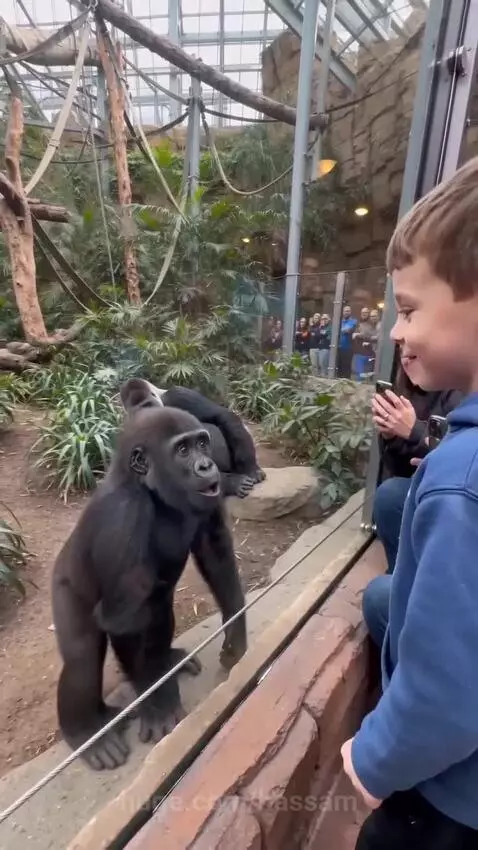 A baby gorilla looks through glass at a young boy who is sticking his tongue out, with the gorilla mimicking the action.