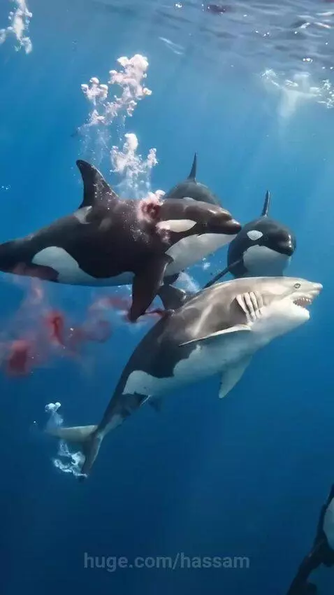 Killer whales attacking a great white shark underwater, with blood visible in the blue water.