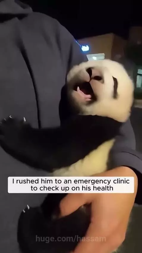 A baby panda cub being held by a person after being rescued from a snowy highway.