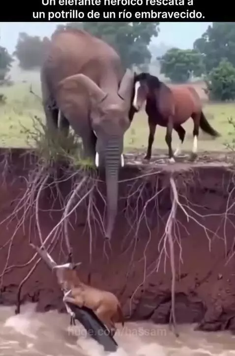 An elephant uses its trunk to lift a small horse foal out of a river onto the bank.