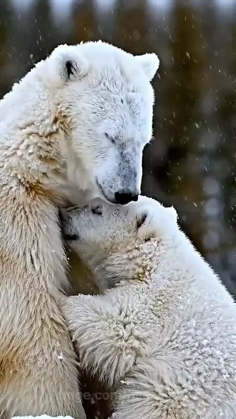 Mother polar bear nuzzling her cub in a snowy landscape, with the cub hugging her.