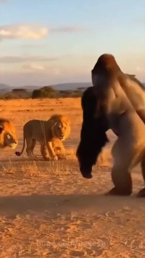 A large gorilla stands upright, chest-beating, facing two male lions on a savanna. Tourists watch from a vehicle.